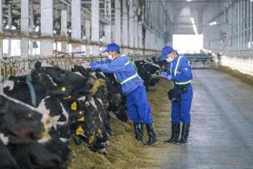 认养一头牛撤回IPO：曾被证监会48问 涉传