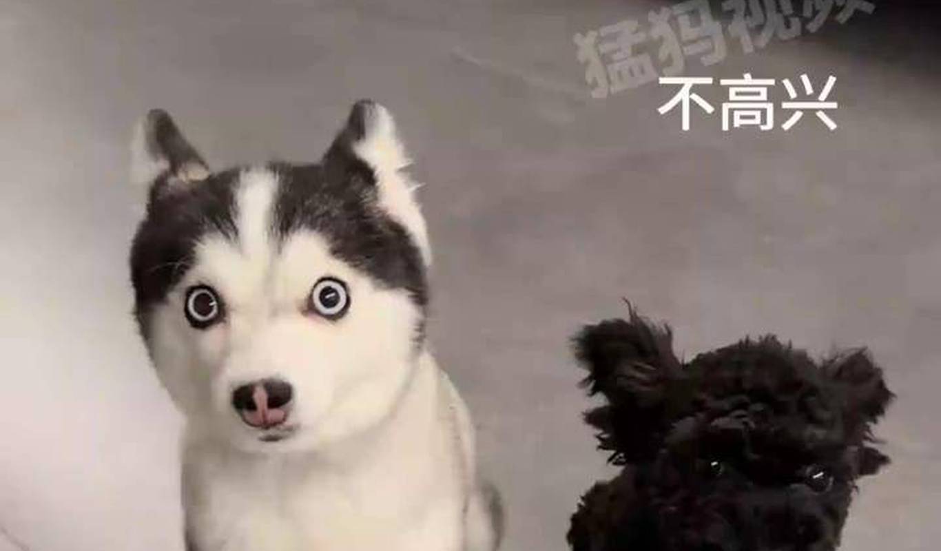 宠物版没头脑和不高兴，网友：没头脑的眼神好清澈