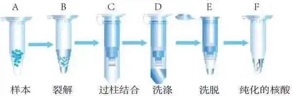 实验干货 | 揭秘分子生物学入门实验之质粒提取技巧！