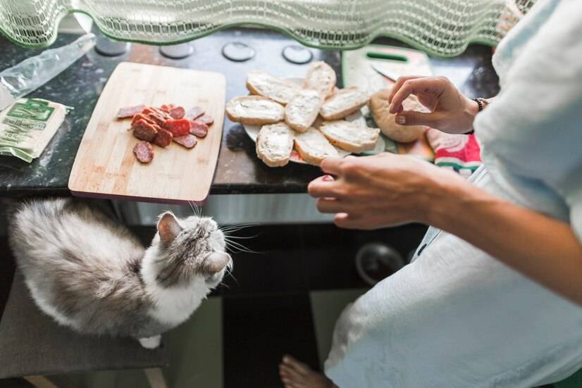 买不起猫粮给猫吃什么(图4)