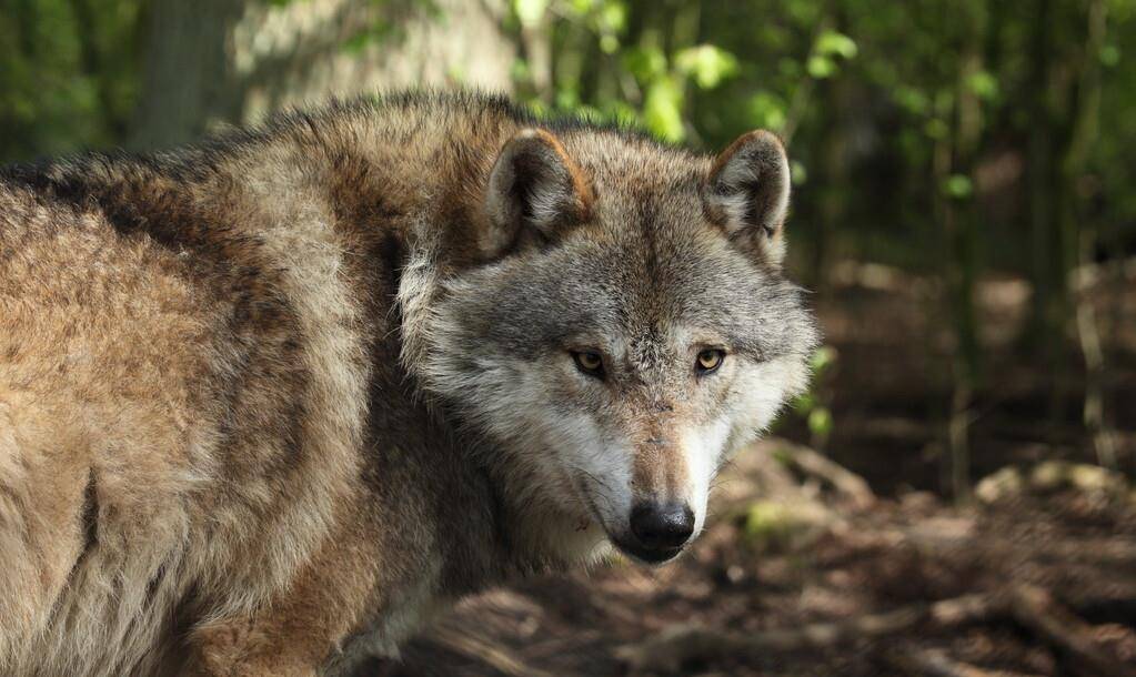 这头狼曾多次出生入死为抗联送情报食盐药品，却死于叛徒告密
