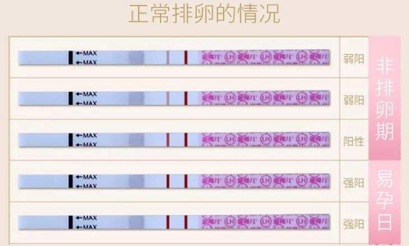 助孕妙招：手把手教您监测排卵