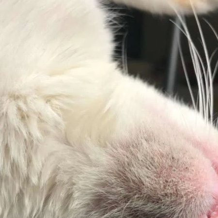 猫咪患皮肤病主要由什么原因引起，症状表现有哪些？猫癣如何治疗