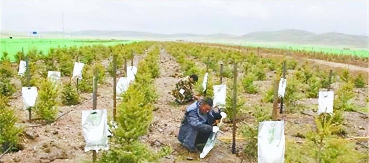 完美电竞我国唯一没有树的县:千年来种不活一棵树为何会这样?(图9)