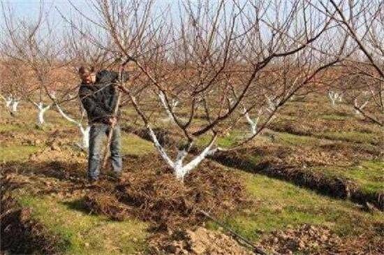春来到果树开云体育app栽植有技巧(图1)