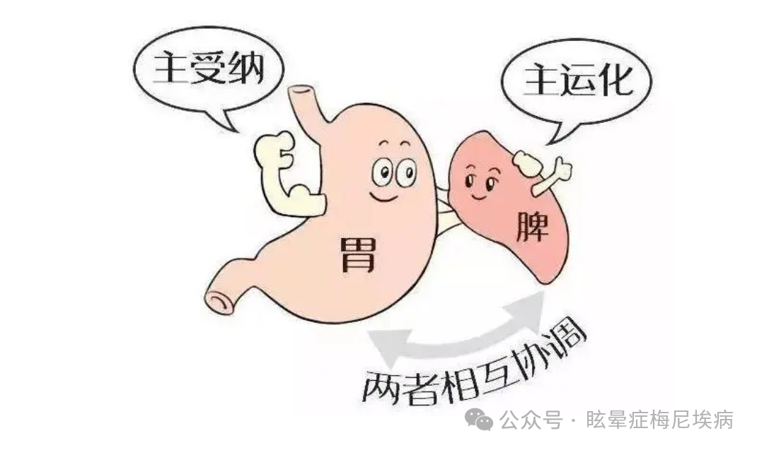 胃功能失调，水液代谢失常，则可能导致痰湿内生，上蒙清窍，引发眩晕。