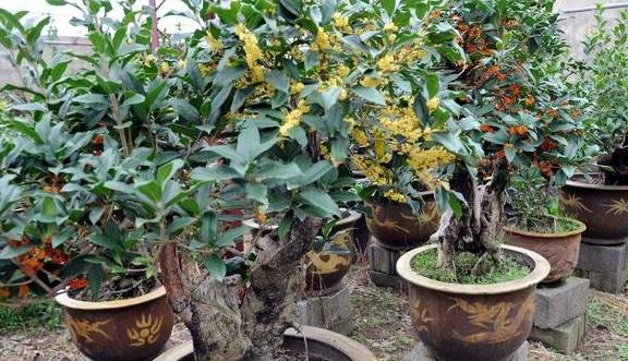 完美电竞植树节前后“种树”肯定少不了这4种“树”最适合移栽种植了(图6)