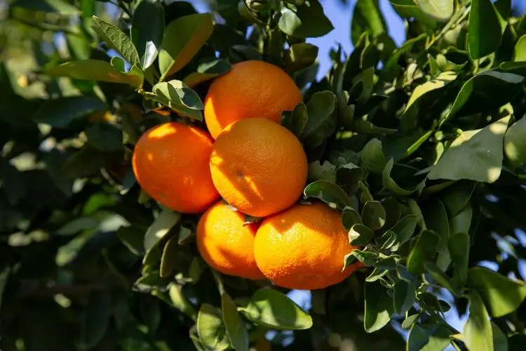 柑橘树春季施肥技术  树春 柑橘 施肥 技术 第2张