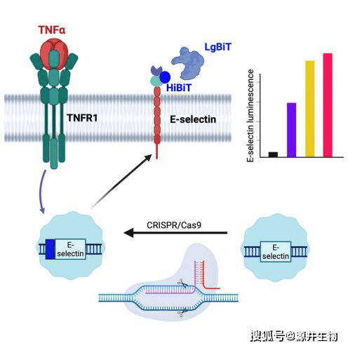 HUVEC细胞系结合CRISPR-Cas9基因编辑竟然这么好用！