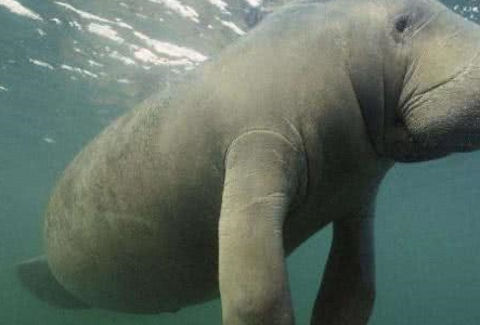 由于这种大海牛数量并不多，性格又温顺，面对人类的捕杀，毫无招架能力