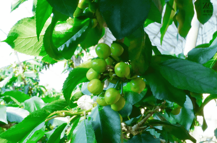 在卓樱桃果农们的精心呵护下，这些初果逐渐吸收着大自然的精华，开始了它们的膨胀之旅。同时，卓樱桃疏果工