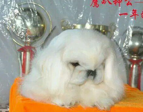原创中国最贵的三大狗，中华田园犬碾压秋田犬，第一竟比大熊猫还少？