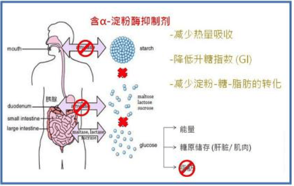 米乐M6Aehig纤体益生菌是什么来头？真的有能够减肥的益生菌吗？(图3)