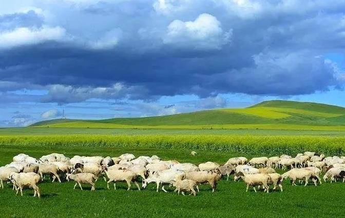 计划带孩子去内蒙古旅游，蓝天白云，大草原真的好看又好玩