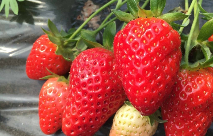 原创
            爱吃草莓，一定要避免这5个错误，3步正确清洗，要美食更要健康免费开奖结果查询