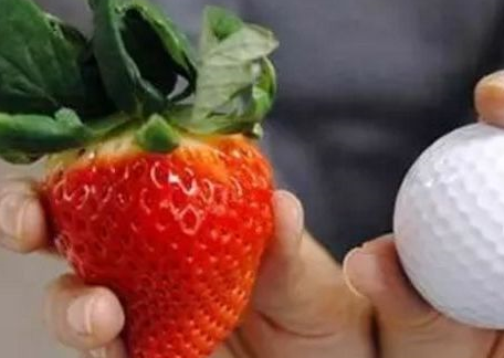 草莓园员工透露：买草莓时，记住3个小技巧，选的草莓美味又健康