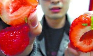 草莓园员工透露：买草莓时，记住3个小技巧，选的草莓美味又健康
