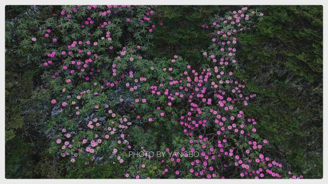 【读本视觉】初夏的丽江，是自然绘就的杜鹃花海