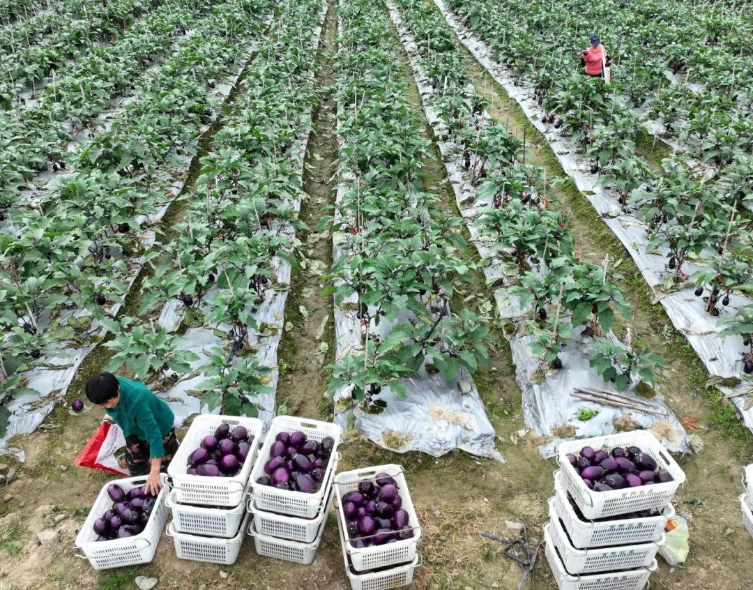 中青在线 :新澳门资料大全正版资料2024年免费下载-甘肃省2024年“文化和自然遗产日”非遗宣传展示展销主会场系列活动暨第十九届庆阳香包民俗文化节开幕