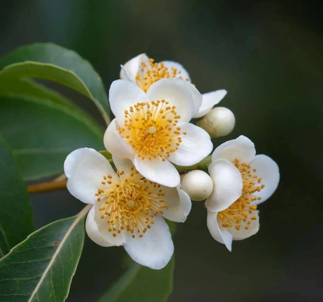 木荷的清香若有若无，香了草木，醉了苏州光福