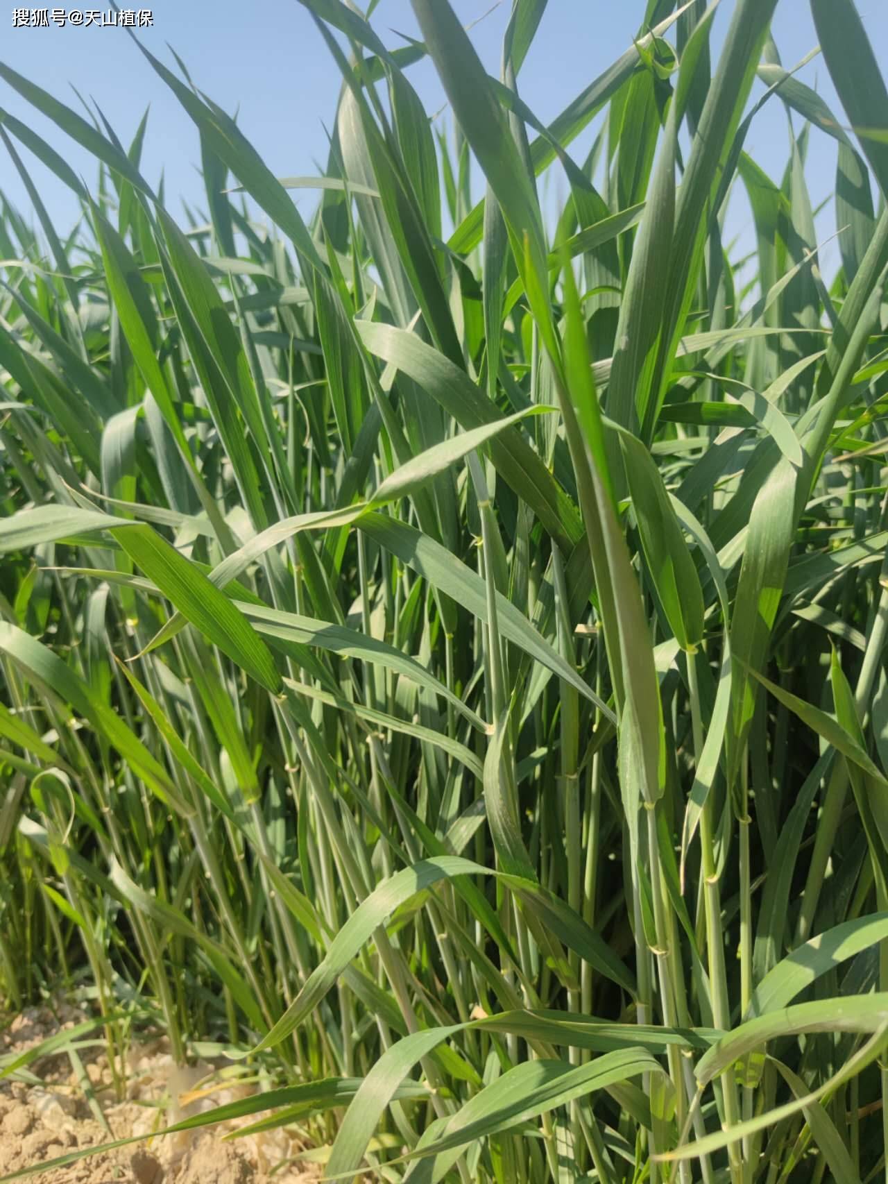 原创高氮肥料有哪些