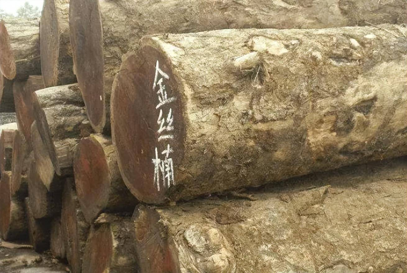 原创金丝楠木到底是啥，为何如此值钱？长在悬崖上楠木王都被多次偷盗
