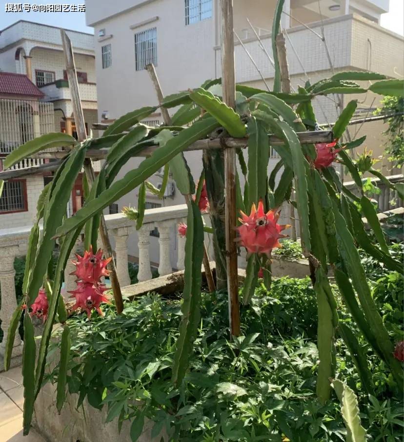 种几棵火龙果,夏天疯长,结的果子根本吃不完,太好养了!-火龙果树种多长时间才结果