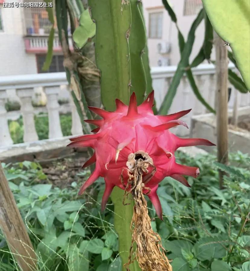 种几棵火龙果,夏天疯长,结的果子根本吃不完,太好养了!-火龙果树种多长时间才结果