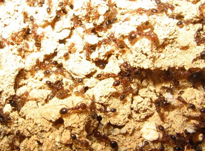 家里进蚂蚁了怎么办？全面消灭蚂蚁的实用方法