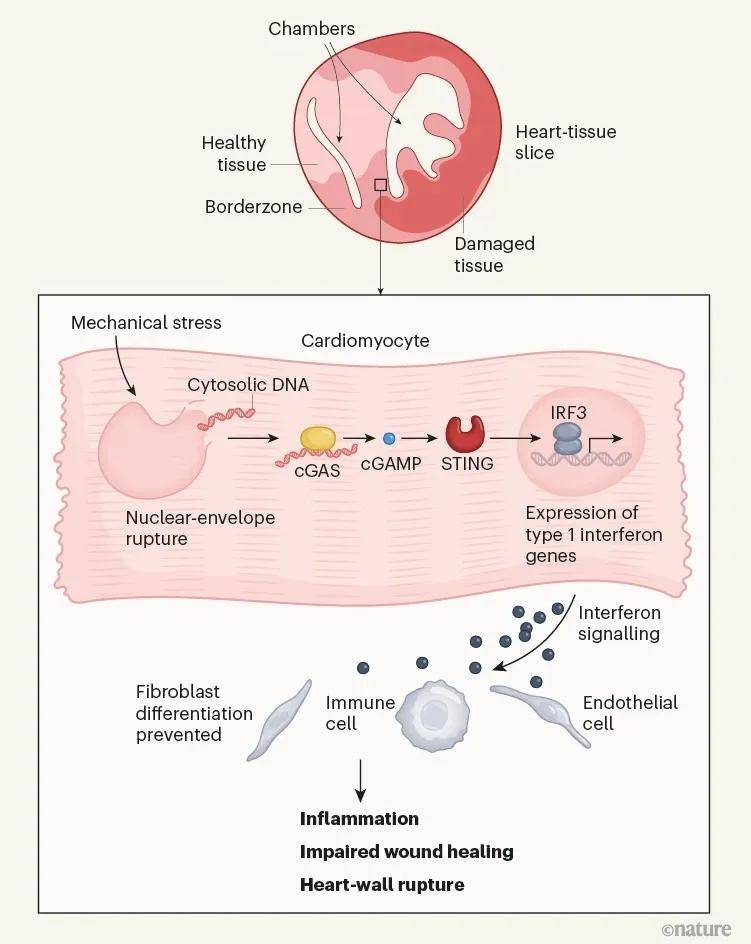 Nature news & views 受损组织周围的细胞使心脏面临破裂的风险(图1)