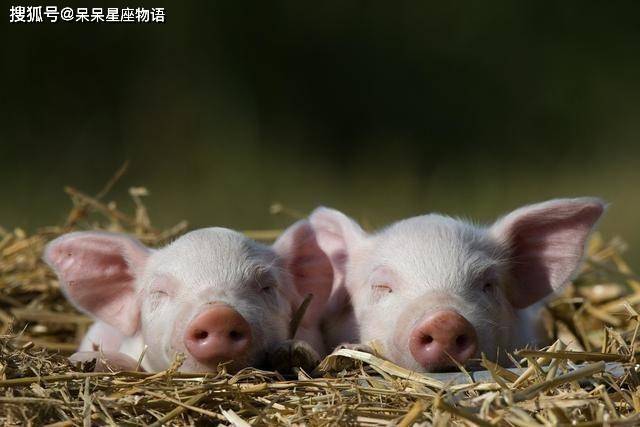 怀孕期间梦见猪，寓意与解析的深度探索