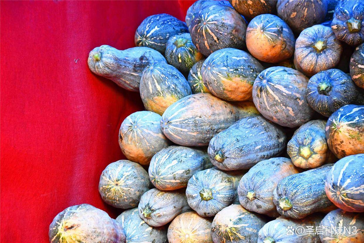 山东各地迎来丰收季-又是一年秋收时!齐鲁大地,谷熟、果香……-山东秋天收什么农作物