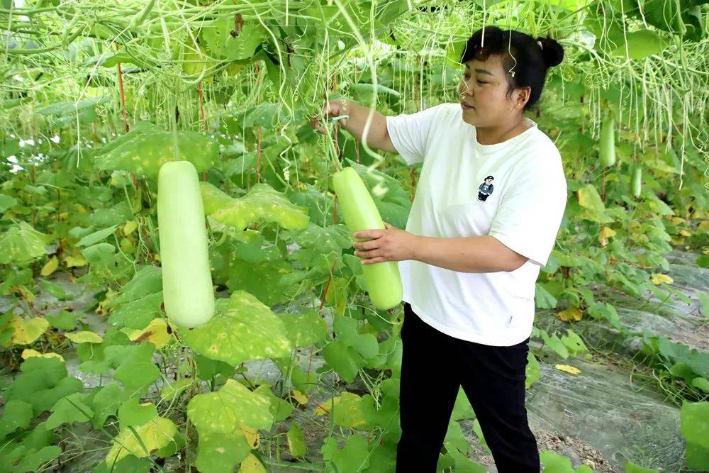 开云体育入口蕉溪镇罗溪村：精品瓜果喜丰收(图2)