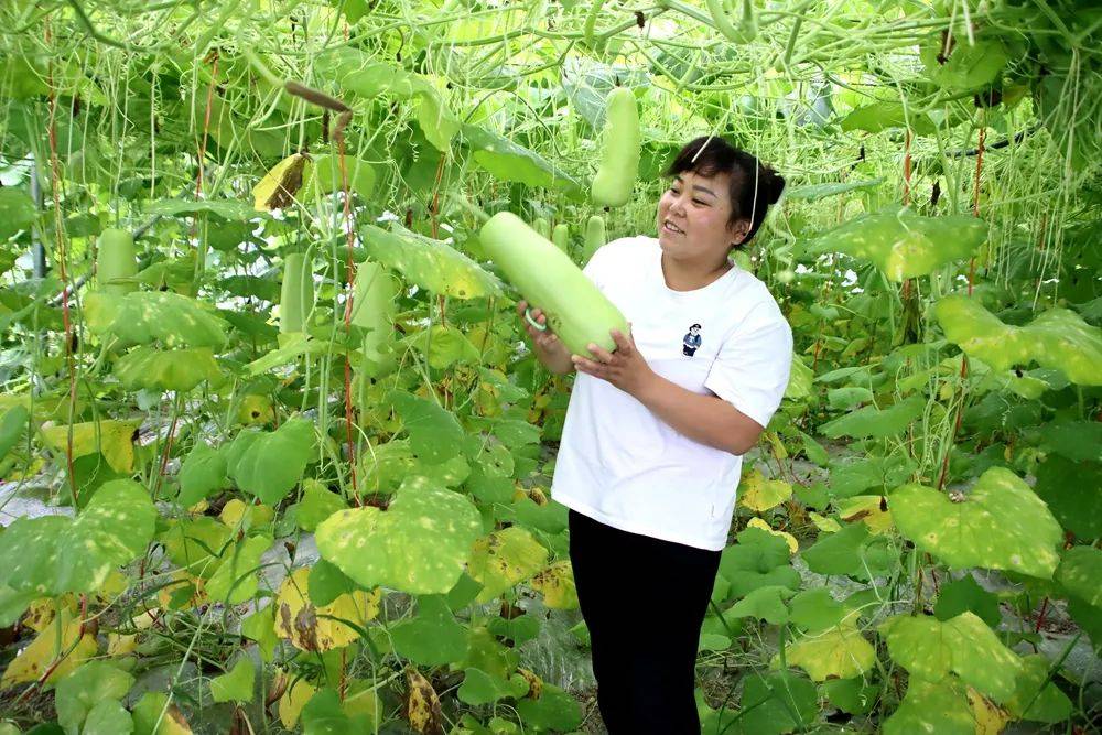 开云体育入口蕉溪镇罗溪村：精品瓜果喜丰收(图4)