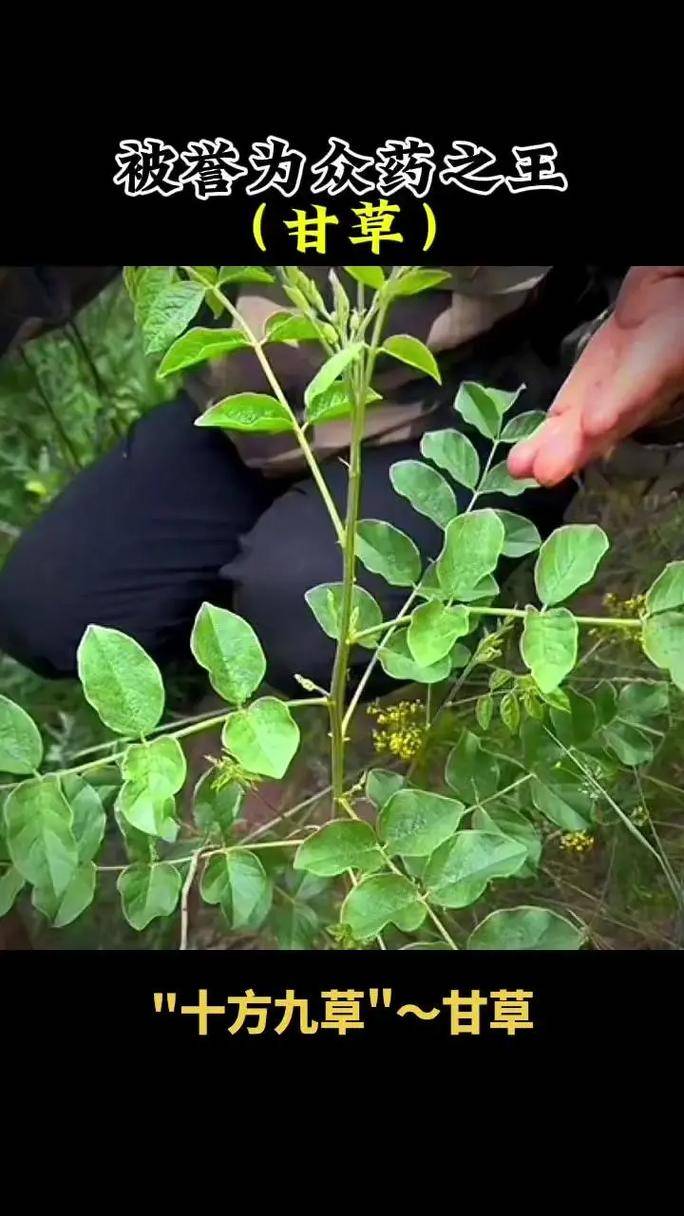 口服中药汤剂在改善帕金森病症状方面的吸收和利用情况？