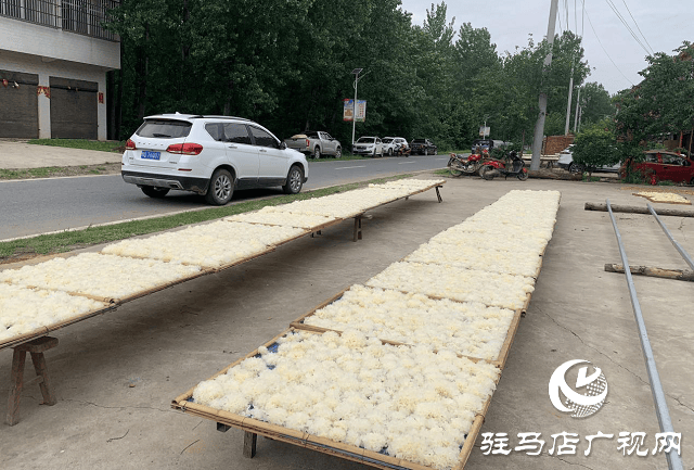 确山县石滚河镇：人勤春来早 银耳种植忙(图2)