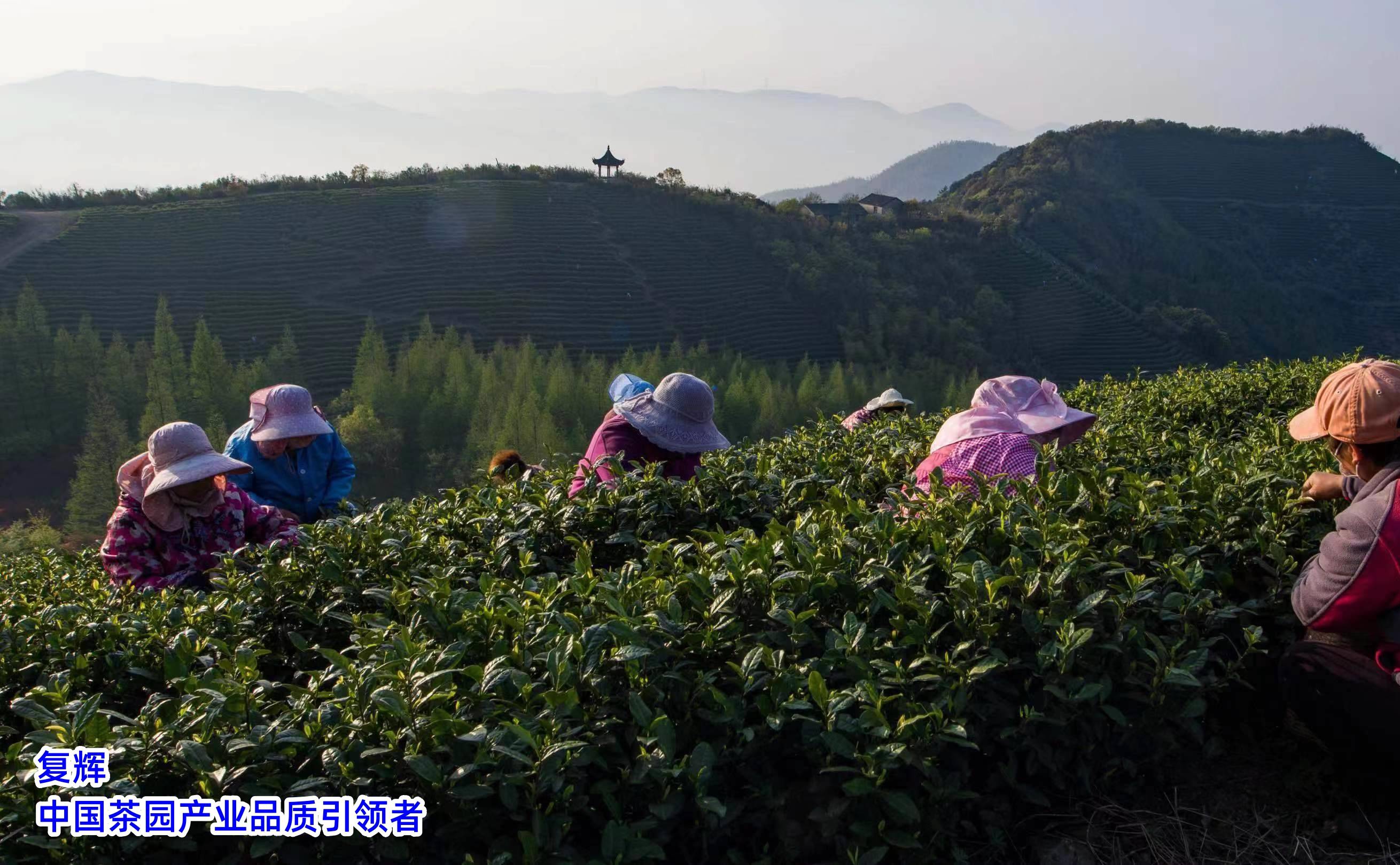 泛亚电竞复辉：茶文化的传承与创新（二）(图1)