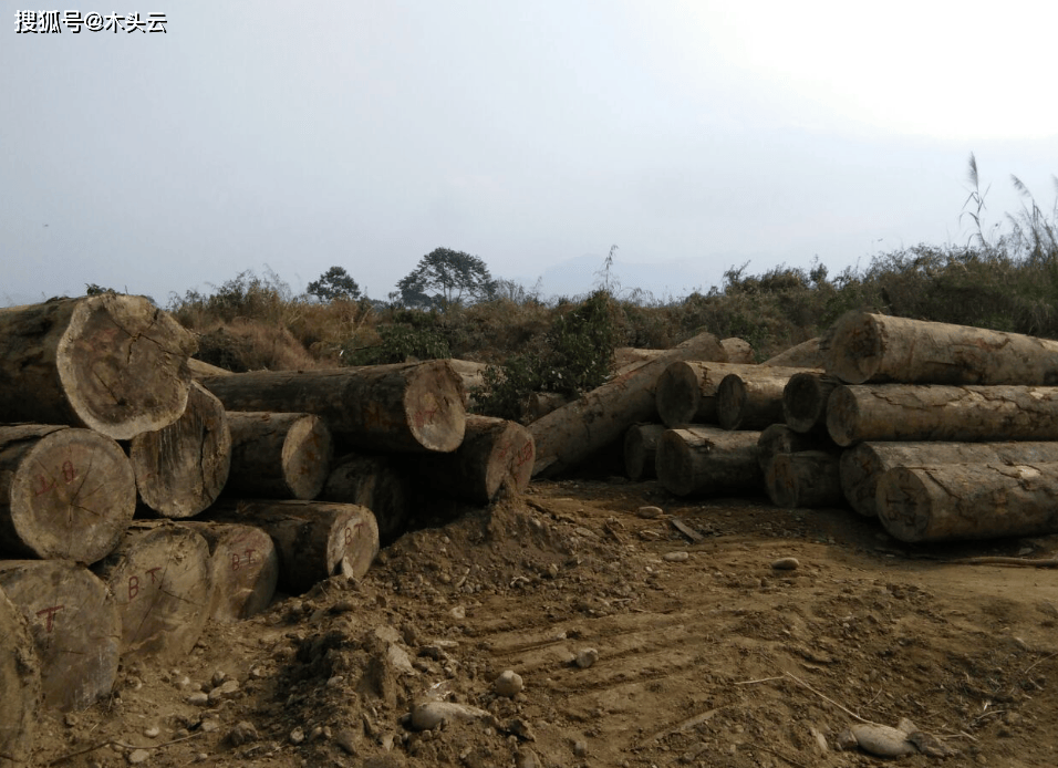 震撼全球175吨非法木材跨国走私大案告破138国联手出击必一运动平台(图2)
