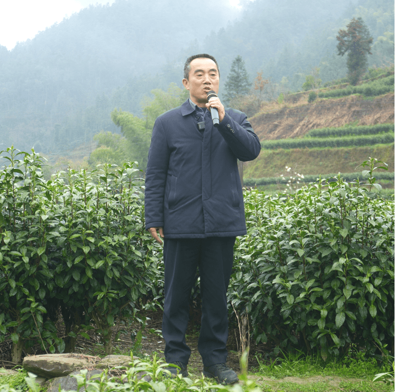 开云湖南湘西丨特写保靖黄金茶春茶第一采3月12日开采(图1)