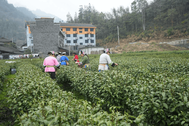 开云湖南湘西丨特写保靖黄金茶春茶第一采3月12日开采(图7)