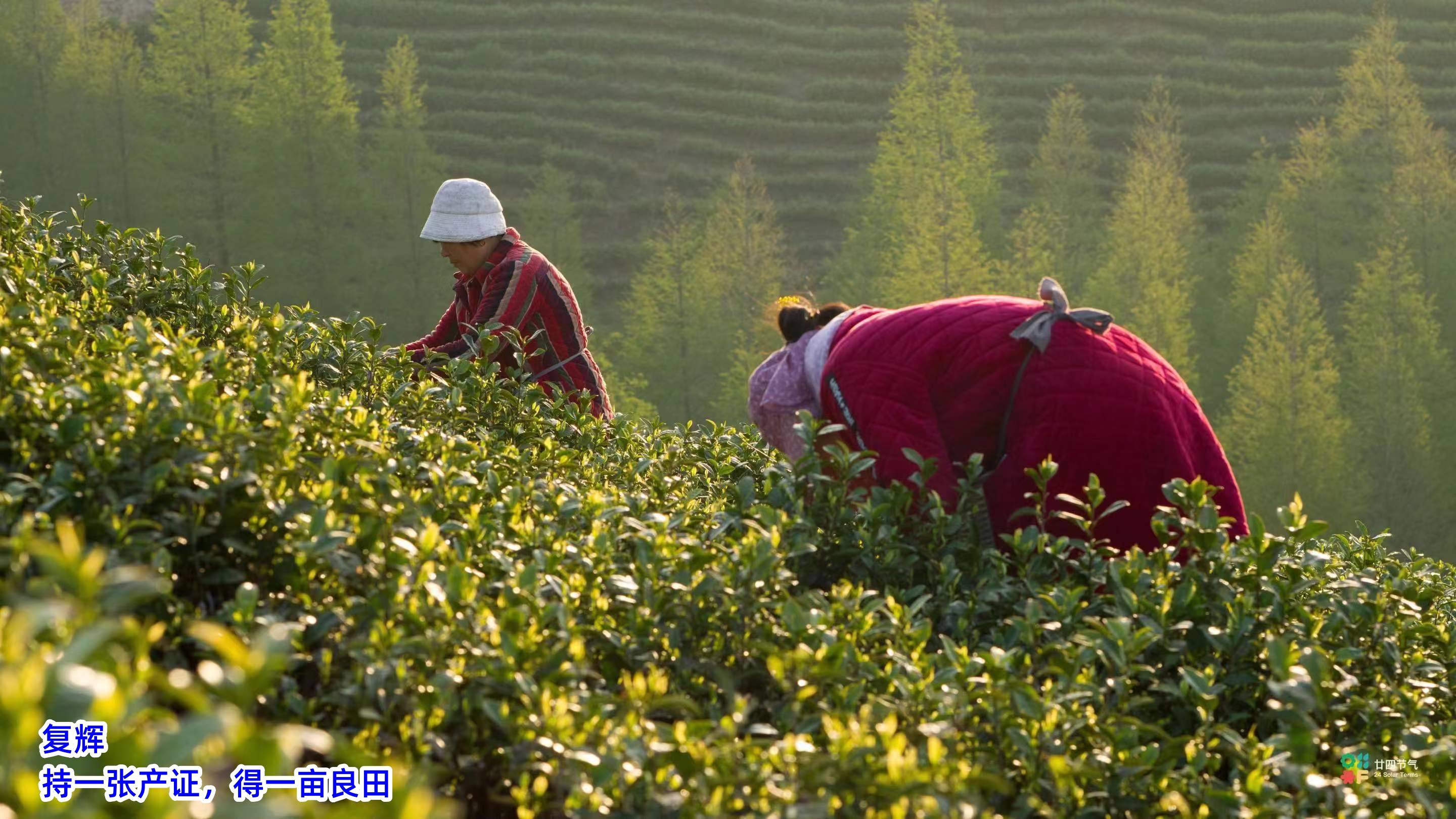 复辉：茶园行业机遇与挑战并存（一）雷火竞技入口(图2)