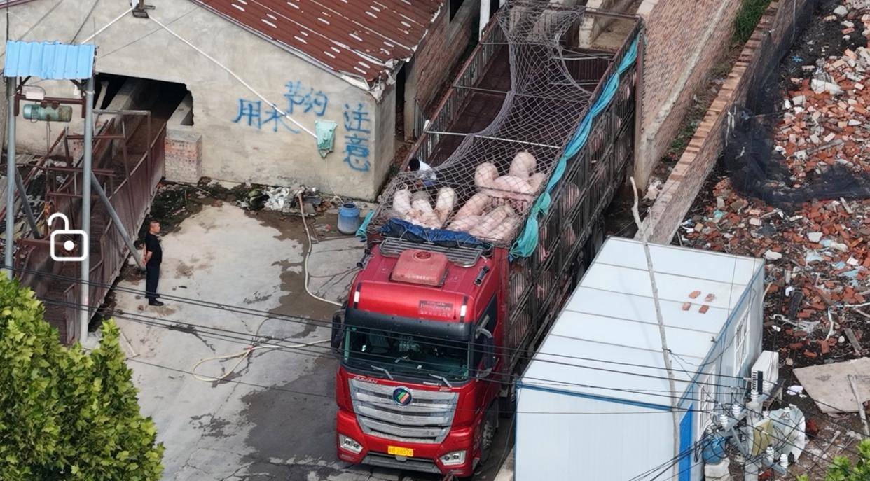西华农业农村局陷“检疫绿灯”疑云：未经检疫生猪流入市场引关注