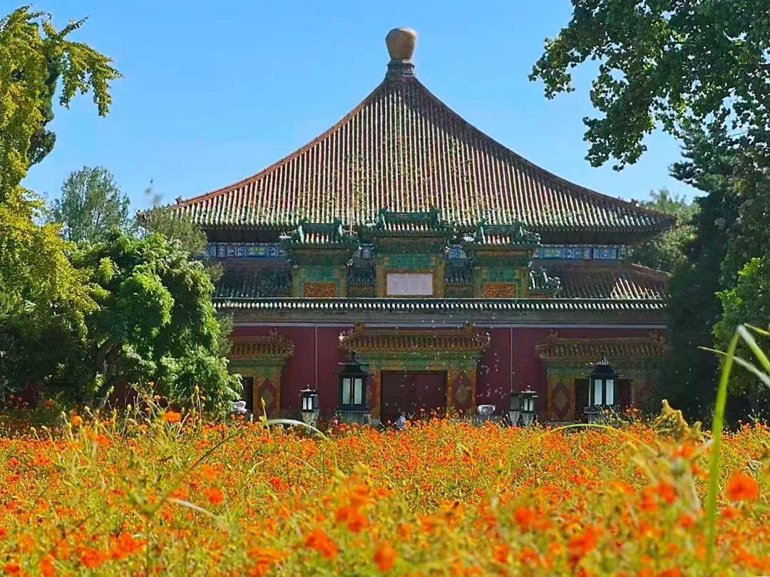 绝美！北京近千平方米金色花海进入最佳观赏期！地点——