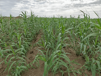 多国官员点赞新疆菌草治理模式 为全球荒漠化治理提供新范式