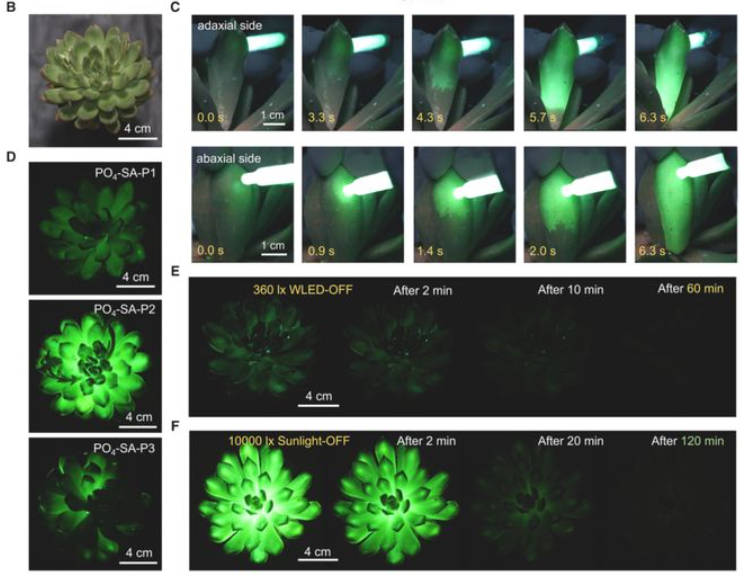 《阿凡达》发光植物成真：科学家打造发光多肉，发光持续时间最长达2小时