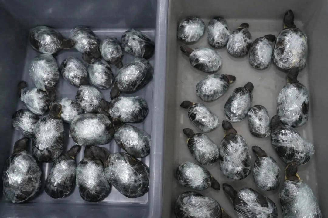 两女子穿宽松裙子入境被海关查获：在裙摆内用紧身裤绑藏活体乌龟68只