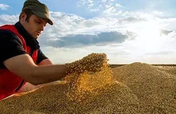 中方同意采购大豆,美国民主党人发现不对劲,美国的损失更严重了