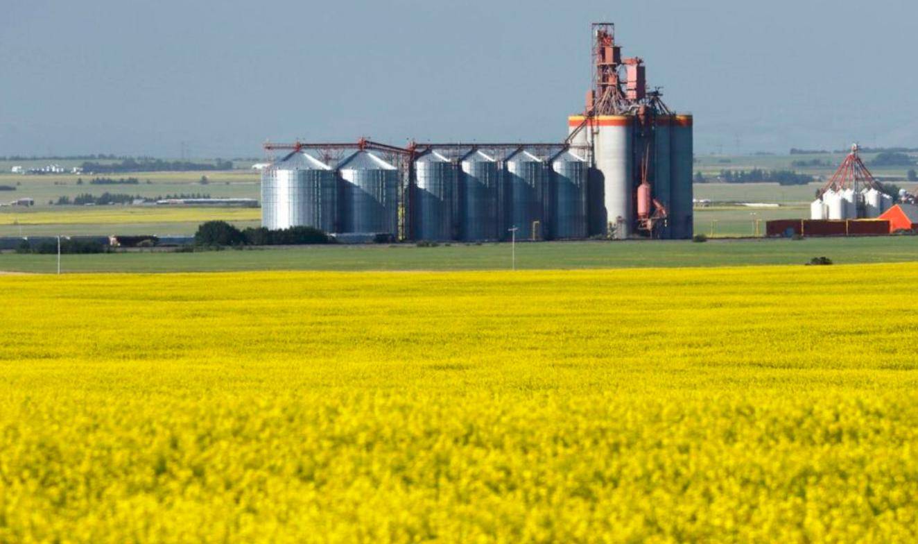 加拿大下场搅局南海,中方转头将订单给澳大利亚,6万吨油菜籽来华,加拿大农民急了