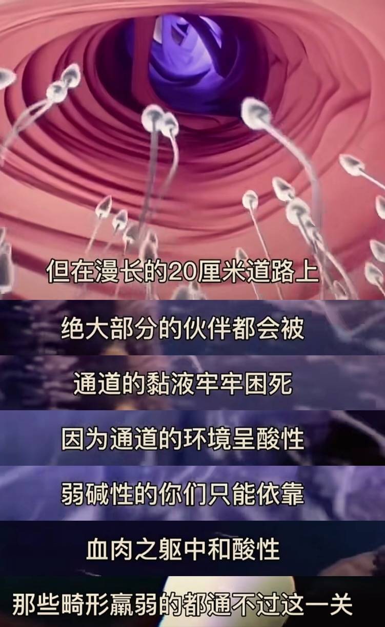 女人体内没有受精的精子去哪里了?身体这样悄悄处理