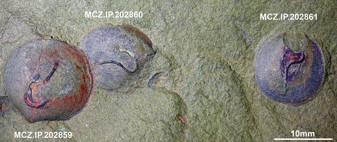 原创             谁在4.8亿年前的化石上，留下了这些“问号”？